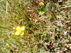 Scoparia montevidensis