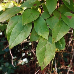 Vaccinium formosum