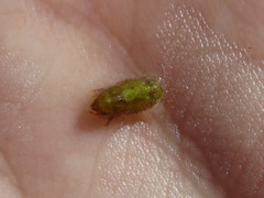 Paracerceis caudata