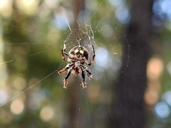 Araneus rotundulus