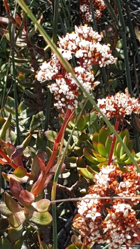 Crassula rubricaulis