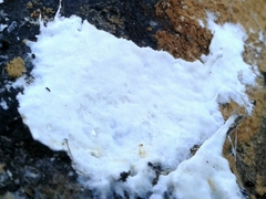 Skeletocutis percandida