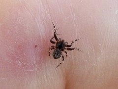 Araneus rotundulus