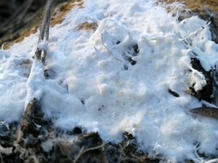 Skeletocutis percandida