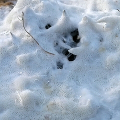 Skeletocutis percandida