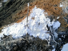 Skeletocutis percandida