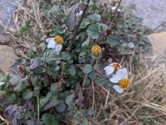 Bidens