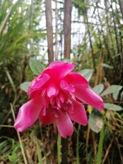 Cavendishia adenophora
