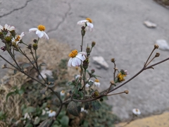 Bidens
