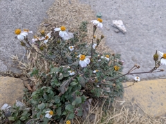 Bidens