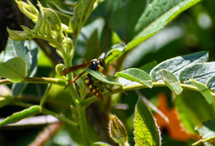 Polistes weyrauchorum