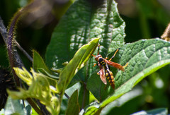 Polistes weyrauchorum