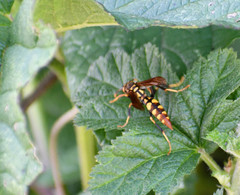 Polistes weyrauchorum
