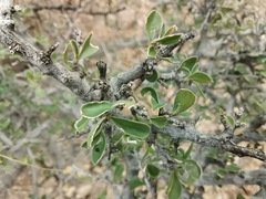 Condalia correllii