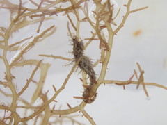 Hippocampus zosterae