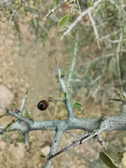 Condalia correllii