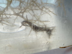 Hippocampus zosterae