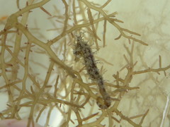 Hippocampus zosterae