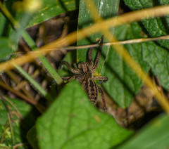 Lycosa erythrognatha