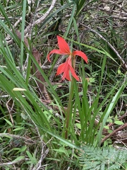 Sprekelia