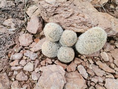 Escobaria chihuahuensis