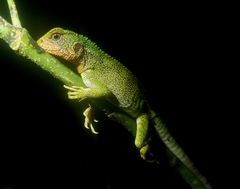 Enyalioides rubrigularis