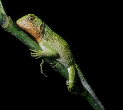 Enyalioides rubrigularis