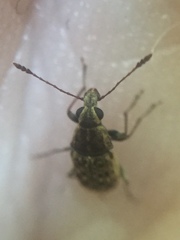 Cacephatus huttoni