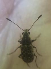 Cacephatus huttoni