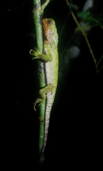Enyalioides rubrigularis