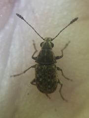 Cacephatus huttoni