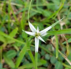 Rhynchospora nervosa