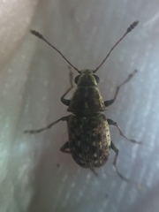 Cacephatus huttoni