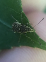 Cacephatus huttoni