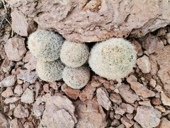 Escobaria chihuahuensis