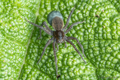 Diapontia anfibia