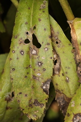 Septoria leucanthemi