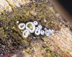 Proliferodiscus pulveraceus