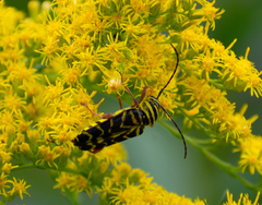 Megacyllene robiniae