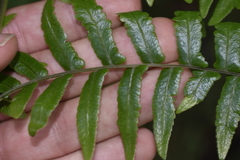 Amauropelta pteroidea