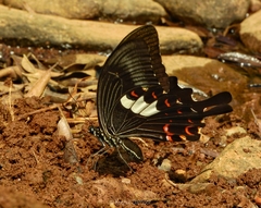 Papilio helenus daksha