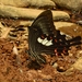 Papilio helenus daksha - Photo (c) Kushal Damoor, osa oikeuksista pidätetään (CC BY-NC), lähettänyt Kushal Damoor