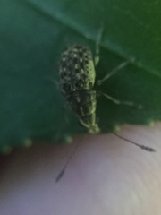 Cacephatus huttoni