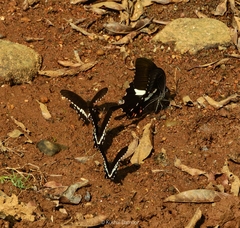 Papilio helenus daksha