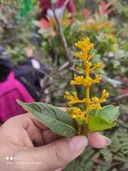 Palicourea triphylla