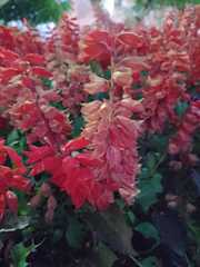 Salvia splendens