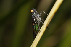 Desudaba maculata