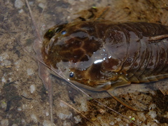 Armored Catfish photo 2