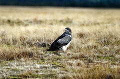Geranoaetus melanoleucus australis