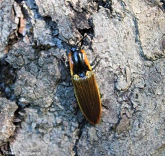 Semiotus luteipennis